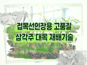 [썸네일 이미지] 접목선인장용 고품질 삼각주 대목 재배기술