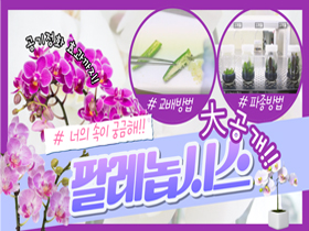 [썸네일 이미지] 너의 속이 궁금해, 팔레놉시스