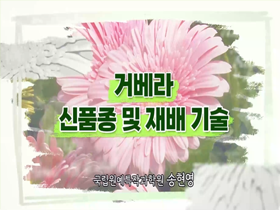 [썸네일 이미지] 거베라 신품종 및 재배 기술