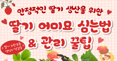 [썸네일 이미지] 딸기 어미묘 심는 법 & 관리 꿀팁!