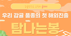 [썸네일 이미지] 우리 감귤 품종의 첫 해외진출 '탐나는봉'