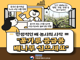 [썸네일 이미지] 안정적인 배 농사의 시작 배 꽃가루받이나무심으세요