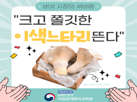 [썸네일 이미지] 버섯 시장의 새바람 크고 쫄깃한 이색 느타리 뜬다