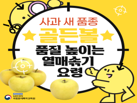 [썸네일 이미지] 사과 새 품종 골든볼 품질 높이는 열매솎기 요령