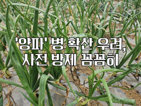 [썸네일 이미지] 올해 ‘양파’ 병 확산 우려, 사전 방제 꼼꼼히