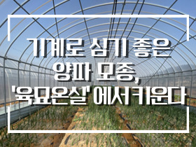 [썸네일 이미지] 기계로 심기 좋은 양파 모종, ‘육묘온실’에서 키운다