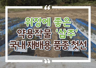 [썸네일 이미지] 위장에 좋은 약용작물 ‘삽주’ 국내 재배용 품종 첫선
