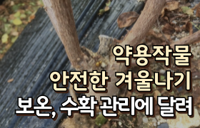 [썸네일 이미지] ‘약용작물 안전한 겨울나기’ 보온, 수확 관리에 달려