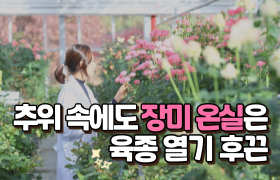 [썸네일 이미지] 추위 속에도 장미 온실은 육종 열기 후끈