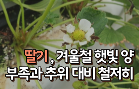 [썸네일 이미지] 딸기, 겨울철 햇빛양 부족과 추위 대비 철저히