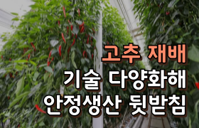 [썸네일 이미지] 고추 재배 기술 다양화해 안정생산 뒷받침