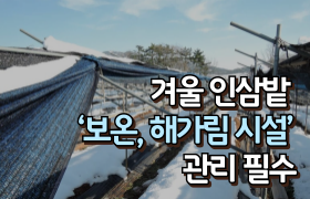 [썸네일 이미지] 겨울 인삼밭 ‘보온, 해가림 시설’ 관리 필수