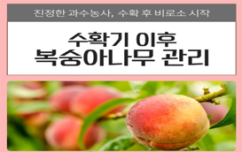 [썸네일 이미지] 수확 후 복숭아 나무는 어떻게 관리하나요?