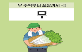 [썸네일 이미지] 무를 주세요 무 수확부터 포장까지