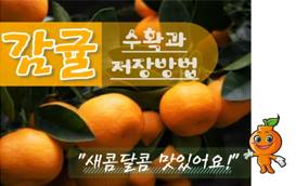 [썸네일 이미지] 새콤달콤 감귤, 수확과 저장은 어떻게 하나요?