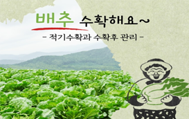 [썸네일 이미지] 배추, 함께 수확해요!