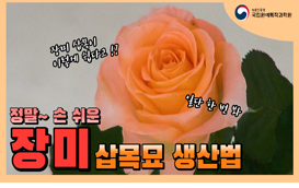 [썸네일 이미지] 정말 손쉽게! 장미 삽목묘 생산법