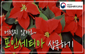 [썸네일 이미지] 어렵지 않아요~ 포인세티아 삽목 방법