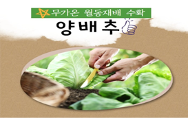 [썸네일 이미지]  겨울에도 양배추 먹고 건강 챙기세요
