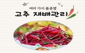 [썸네일 이미지] 고추도 다같은 고추가 아니랍니다~