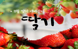[썸네일 이미지] 좀 더 빨리 딸기를 만날 수 없을까!?