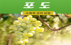 [썸네일 이미지] 포도나무 수확 후 관리, 꿀팁 드립니다!