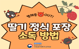 [썸네일 이미지] 덥고 습한 날씨, 딸기 재배지 방제와 소독 꼼꼼히