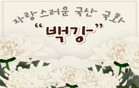 [썸네일 이미지] 국산 국화 ‘백강’ 재배 확대…일본 품종 빠르게 대체 기대