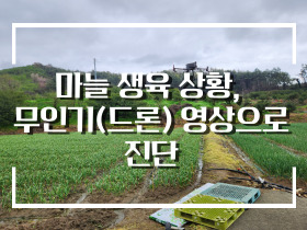 [썸네일 이미지] 마늘 생육 상황,  무인기(드론) 영상으로 진단