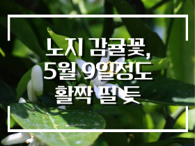 [썸네일 이미지] 노지 감귤꽃, 5월 9일정도 활짝 필 듯