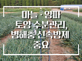 [썸네일 이미지] 마늘 · 양파 토양 수분관리, 병해충 신속방제  중요