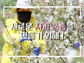 [썸네일 이미지] 새로운 사과 품종을 만들기 위해!