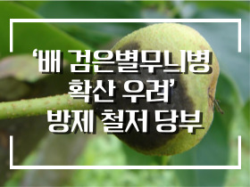 [썸네일 이미지] ‘배 검은별무늬병 확산 우려’ 방제 철저 당부