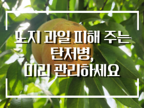 [썸네일 이미지] 노지 과일 피해 주는 탄저병, 미리 관리하세요