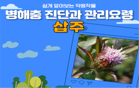 [썸네일 이미지] 위장을 보호하는 약재 '삽주(백출)' 병해충 관리방법을 알아봅시다