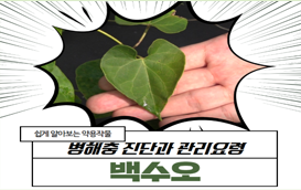 [썸네일 이미지] 여성 갱년기 증상 개선에 효과! '백수오' 병해충 진단과 관리요령