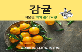 [썸네일 이미지] 감귤 겨울철 피해 관리요령을 알려드립니다!