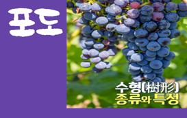 [썸네일 이미지] 포도 수형 종류와 특성에 대해 알려드립니다!