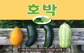 [썸네일 이미지] 애호박 CABYV 진단과 방제법을 알려드립니다!