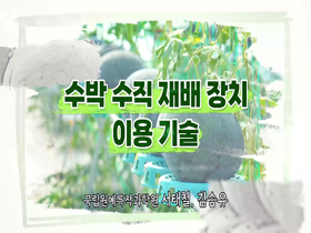 [썸네일 이미지] 수박 수직재배장치 이용기술 