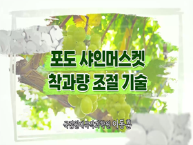[썸네일 이미지] 포도 샤인머스켓 착과량 조절 기술 