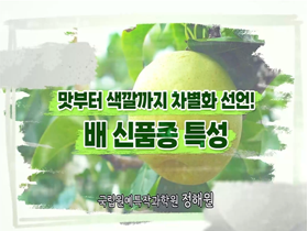 [썸네일 이미지] 맛부터 색깔까지 차별화 선언! 배 신품종 특성 