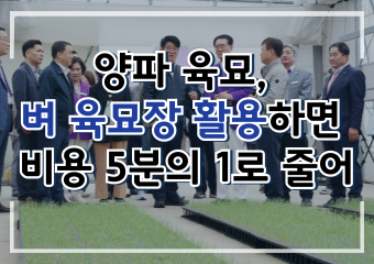 [썸네일 이미지] 양파 육묘, 벼 육묘장 활용하면 비용 5분의 1로 줄어