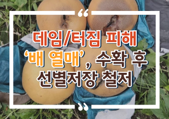 [썸네일 이미지] 데임·터짐 피해 ‘배 열매’, 수확 후 선별저장 철저
