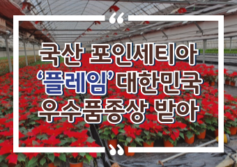 [썸네일 이미지] 국산 포인세티아 ‘플레임’대한민국 우수품종상 받아