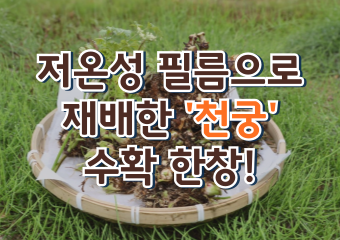 [썸네일 이미지] 저온성 필름으로 재배한 '천궁' 수확 한창!