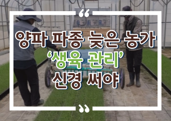 [썸네일 이미지] 양파 파종 늦은 농가 ‘생육 관리’ 신경 써야 