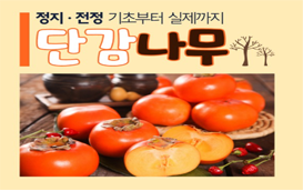 [썸네일 이미지] 단감나무 정지·전정 기초부터 실제까지 알려드립니다~
