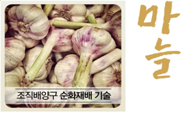 [썸네일 이미지] 한지형 충남 재래종 마늘조직배양구 순화재배 기술을 소개합니다