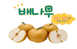 [썸네일 이미지] 배나무 정지·전정의 모든 것을 알려드립니다!